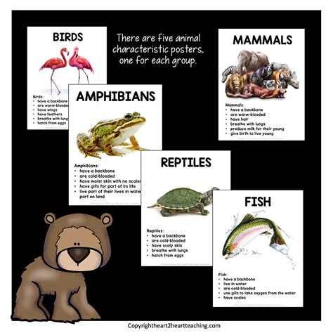 Compare and contrast the hearts of fish, amphibians, and mammals..